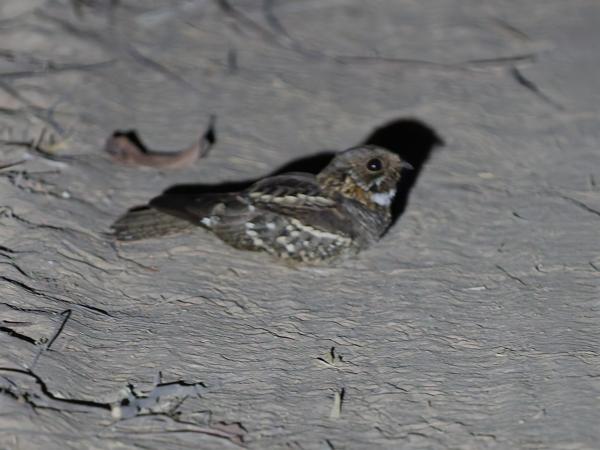 Kleine nachtzwaluw (Setopagis parvula)